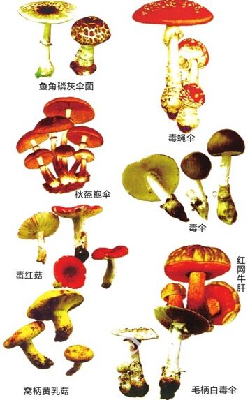 探寻云南野生菌之美：最新健康指南，安全享用大自然的馈赠