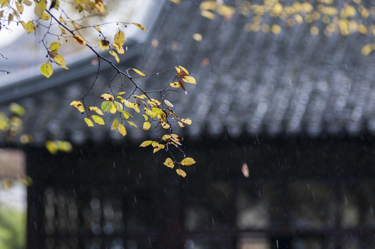 漫步春雨润梧桐，最新温馨资讯揭晓