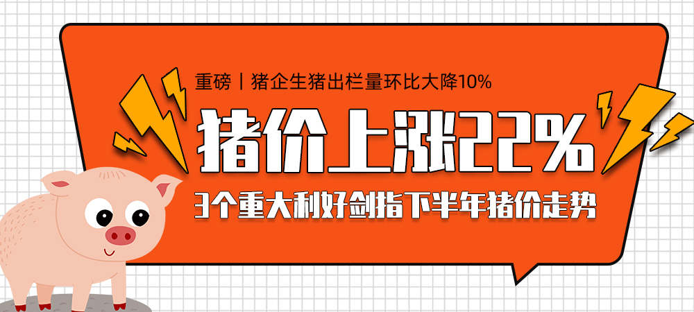 今日猪市喜报：价格攀升，财富增长在望！