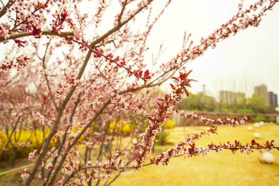 春风拂面，期待与你共赏花月美景